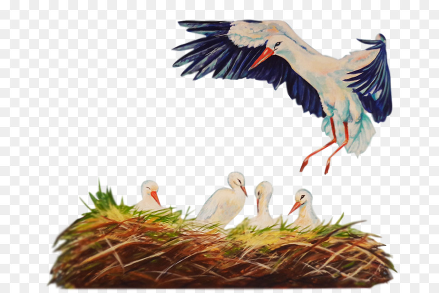 สีขาว Stork，สัตว์ PNG
