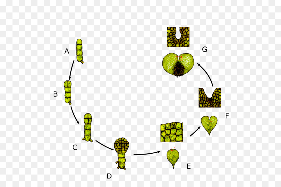 Drynaria，ทางชีวภาพวงจรชีวิต PNG