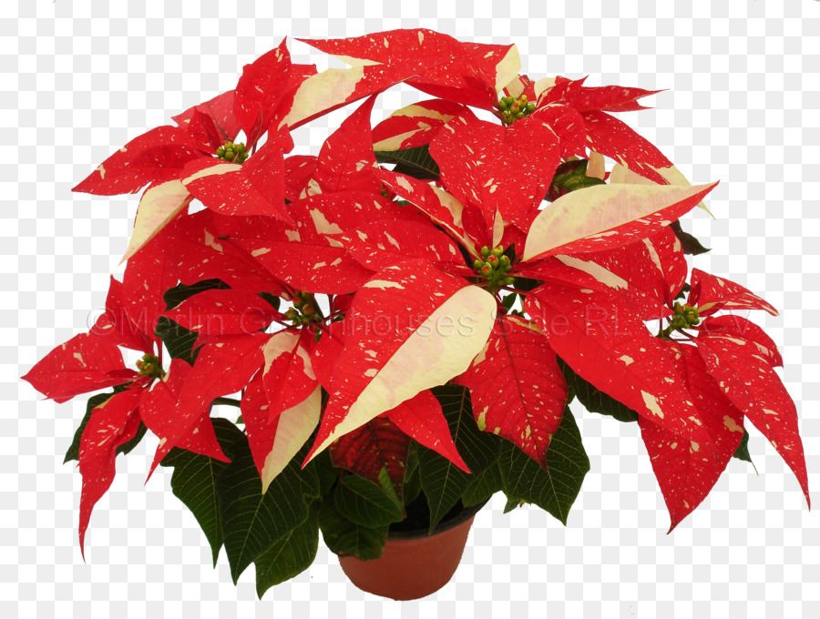 Poinsettia，สีแดง PNG