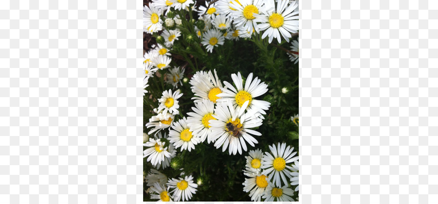 Oxeye เดซี่，Marguerite เดซี่ PNG