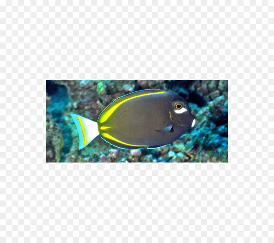 Whitecheek Surgeonfish，ปลา PNG