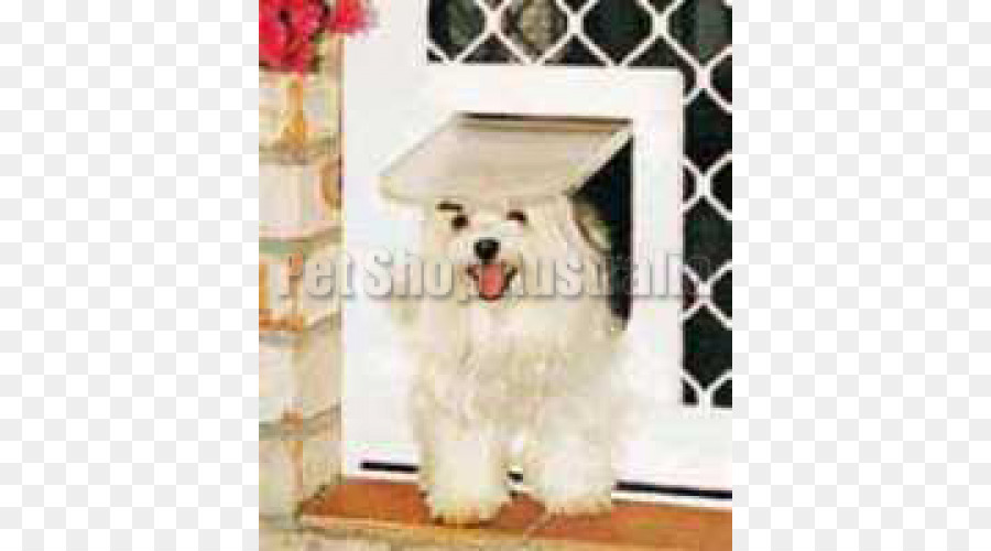 หมาของภาษามอลตีส Name，Havanese หมา PNG