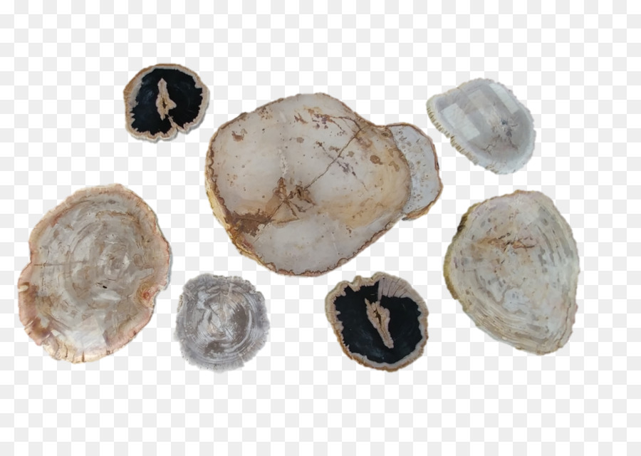 ปลิ้นปล้อ，Clams Oysters Mussels และ Scallops PNG