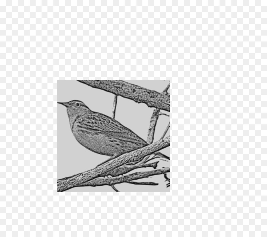 ตะวันตก Meadowlark，นก PNG