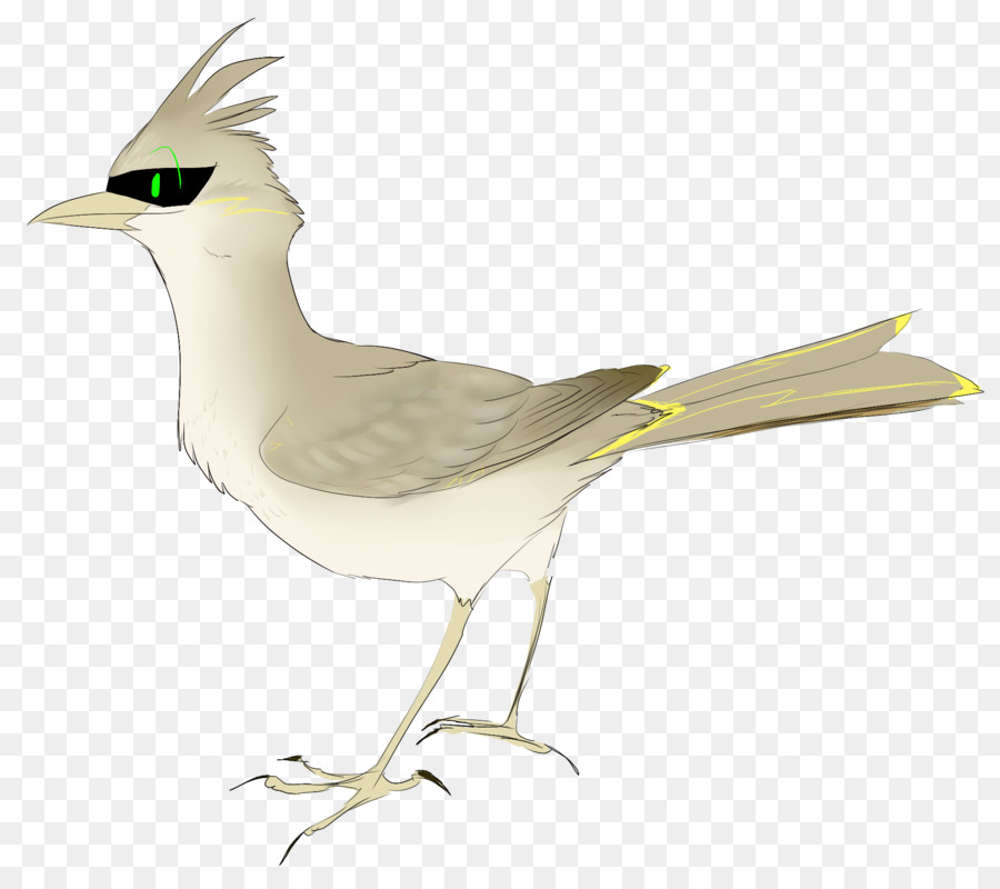 ยุโรป Herring Gull，กลาร์ค PNG