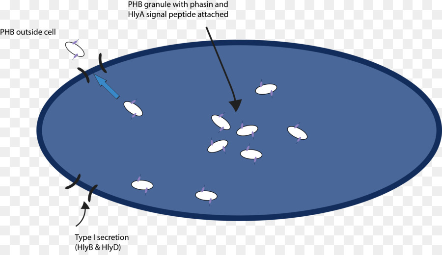 หนาแน่นเหมือนเจลใช่แน่นอ Electrophoresis，โปรตีน Purification PNG