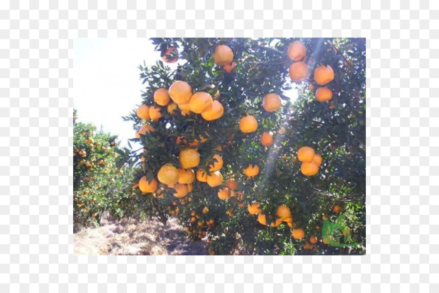 ไซตรัส，สีส้ม PNG
