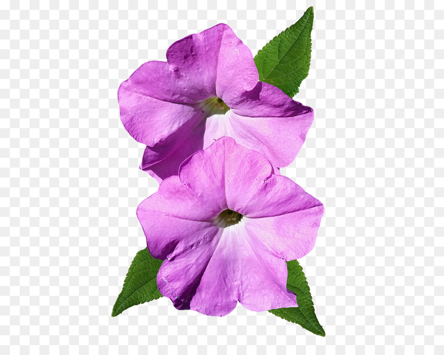 ดอกไม้สีม่วงและสีขาว，Petunia PNG