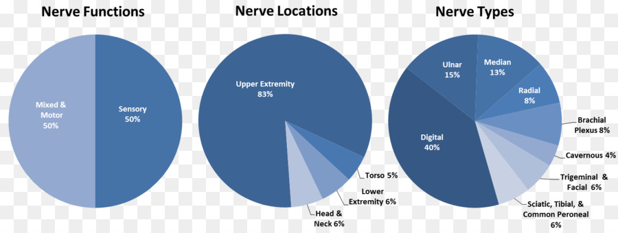 Peripheral เส้นประสาทการบาดเจ็，Neuroregeneration PNG