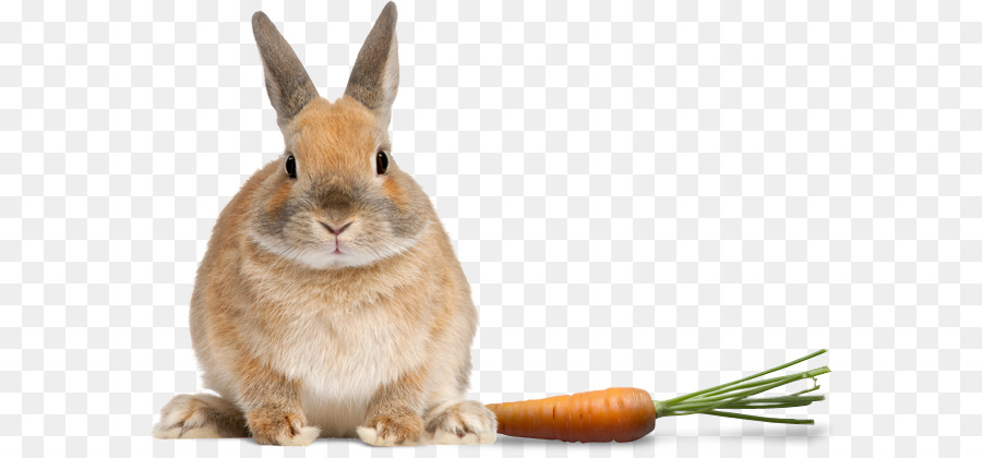 กระต่ายในประเทศ，Netherland คนแคระกระต่าย PNG