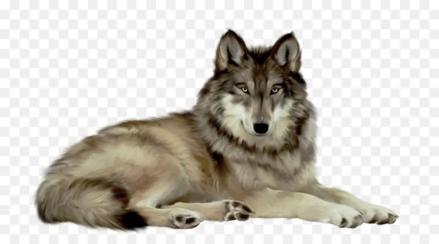 Saarloos Wolfdog，โกส Wolfdog PNG