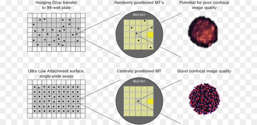 Threedimensional อวกาศ，Highthroughput คัดกรอง PNG