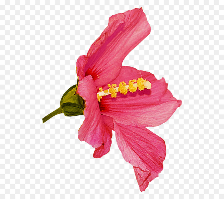 ดอกไม้，Rosemallows PNG