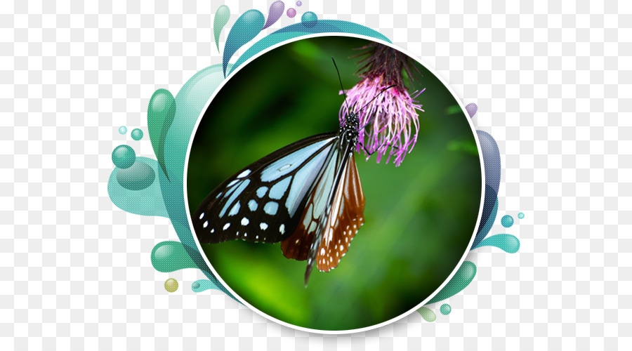 ขนาด Monarch ผีเสื้อ，Royaltyfree PNG