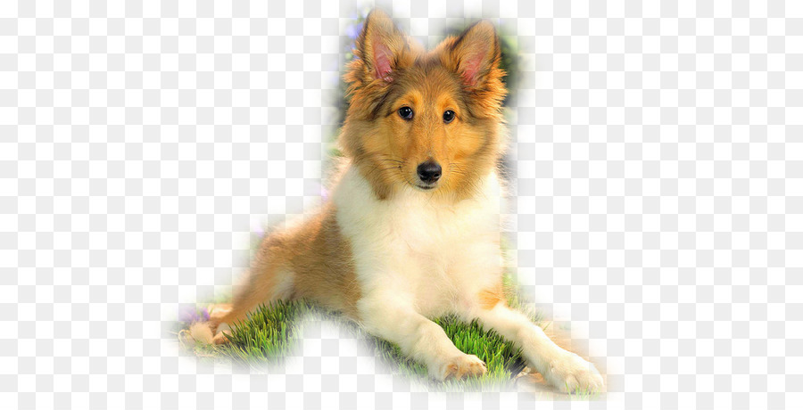 รุนแรง Collie，เชทแลนด์ Sheepdog PNG