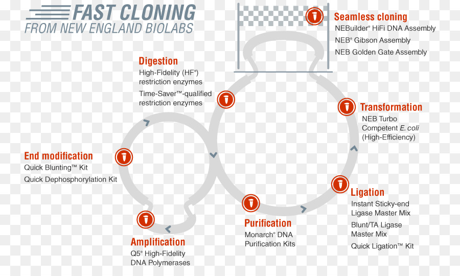 Restriction เอนไซม์ในขั้，นิวอิงแลนด์เลยวางแผ Biolabs PNG