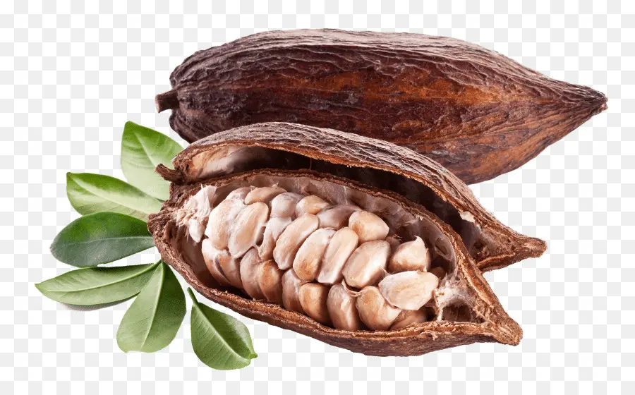 กล่องมันว่างั้นถั่ว，Cacao ดีกว่าเซ็ต้นไม้ PNG