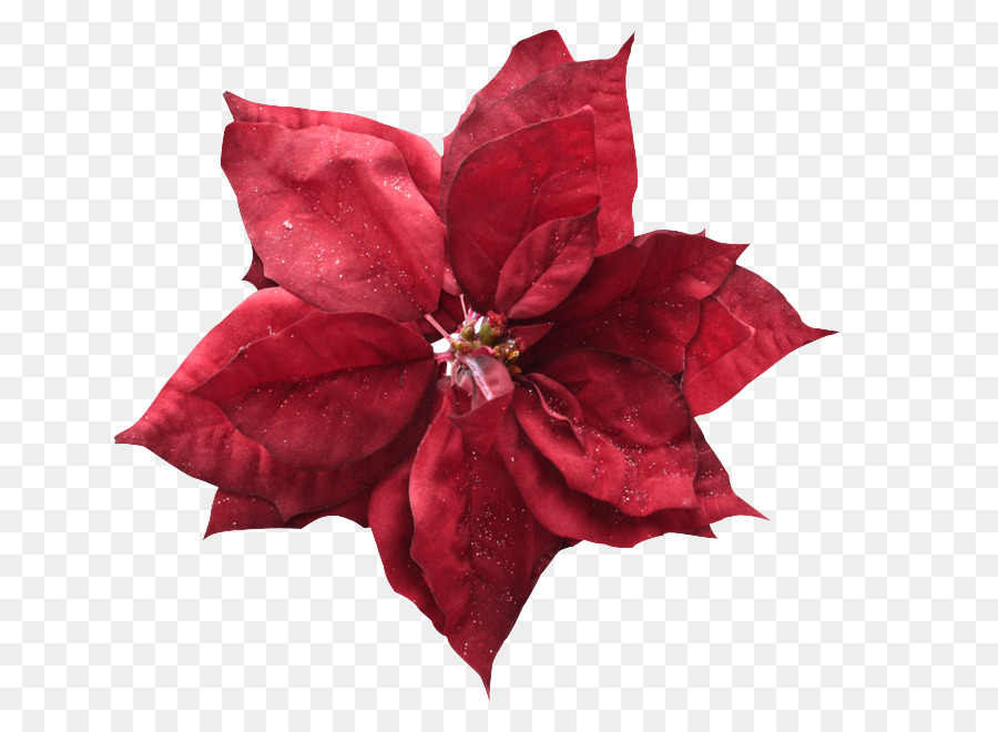 Poinsettia สีแดง，ออกจาก PNG