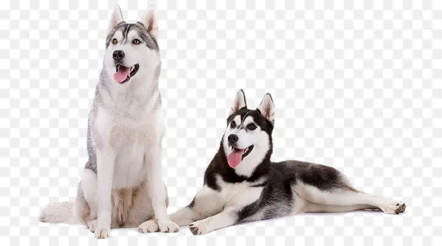 สอง Huskies，สุนัข PNG