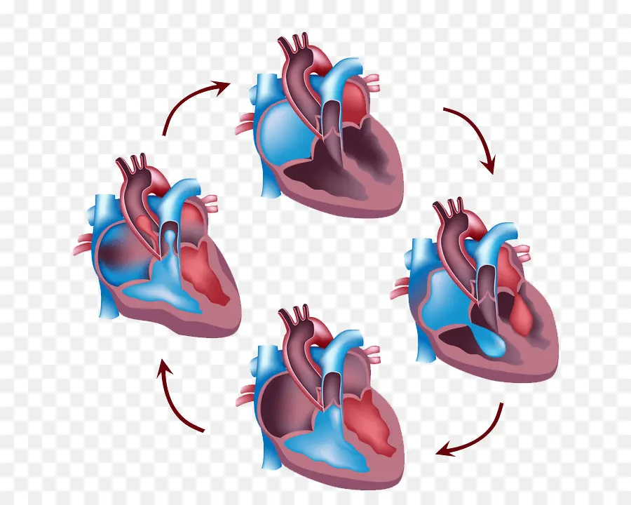 ไดอะแกรมหัวใจ，กายวิภาคศาสตร์ PNG