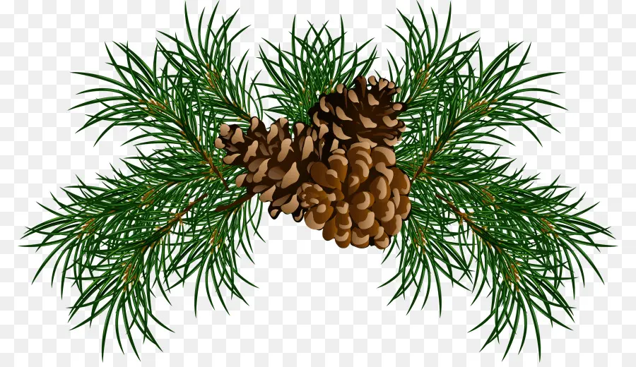 กิ่งไม้，Pinecone PNG