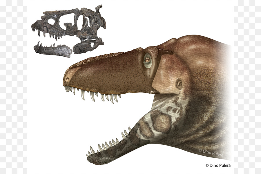 Daspletosaurus，รัส PNG