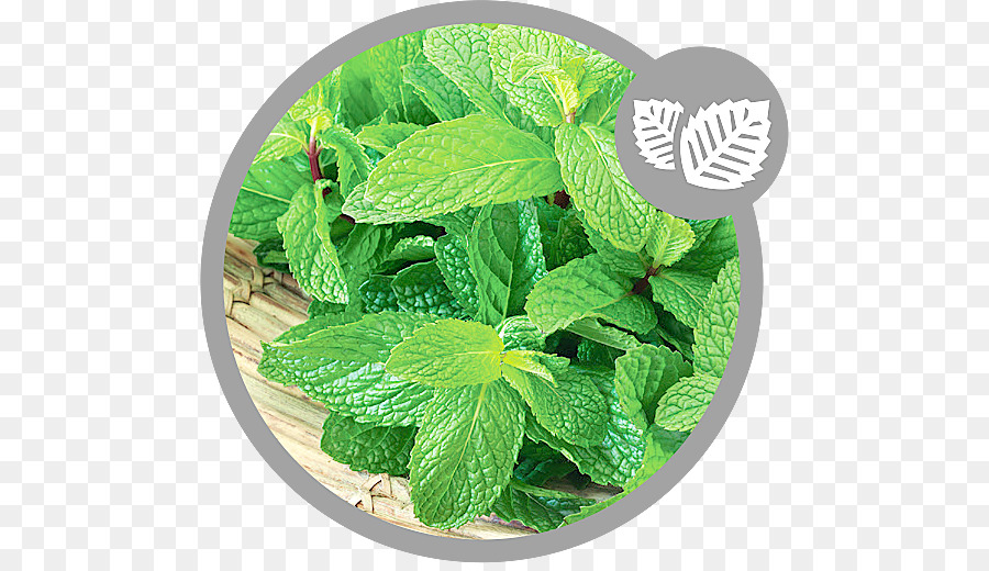 Spearmint，เปเปอร์มิ้นท์ PNG