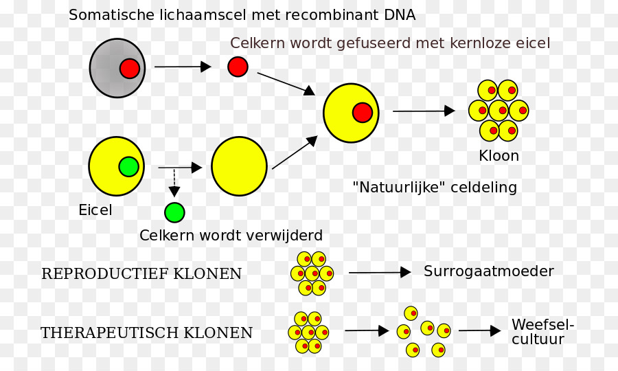 การโคลนนิ่งไดอะแกรม，การโคลนนิ่ง PNG