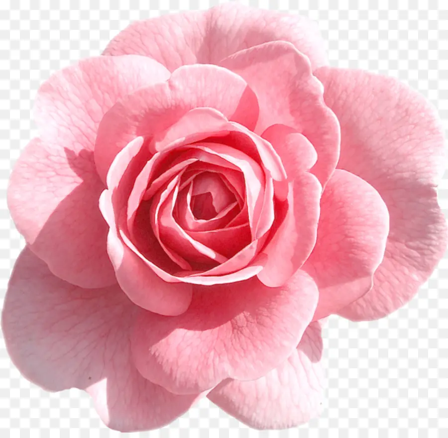 กุหลาบ，ดอกไม้สีชมพู PNG