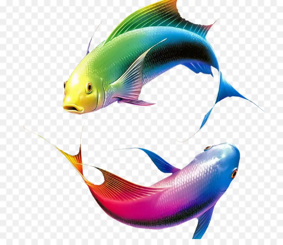 ปลา，สี PNG
