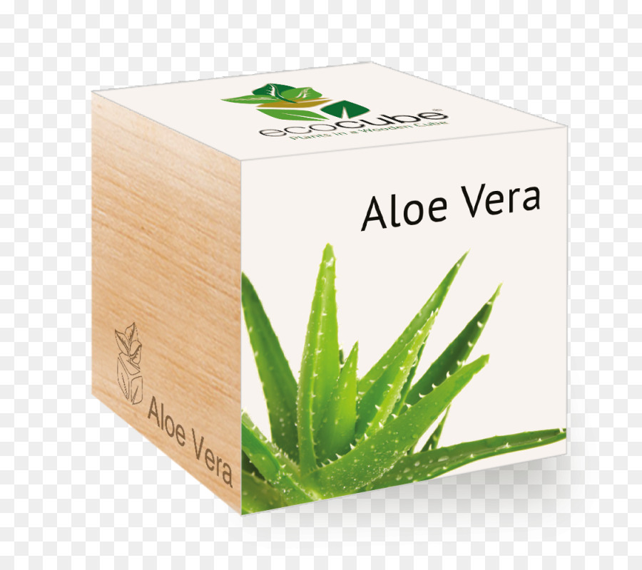 Aloe นบอกเวียร่าที่รัก，ต้นไม้ PNG