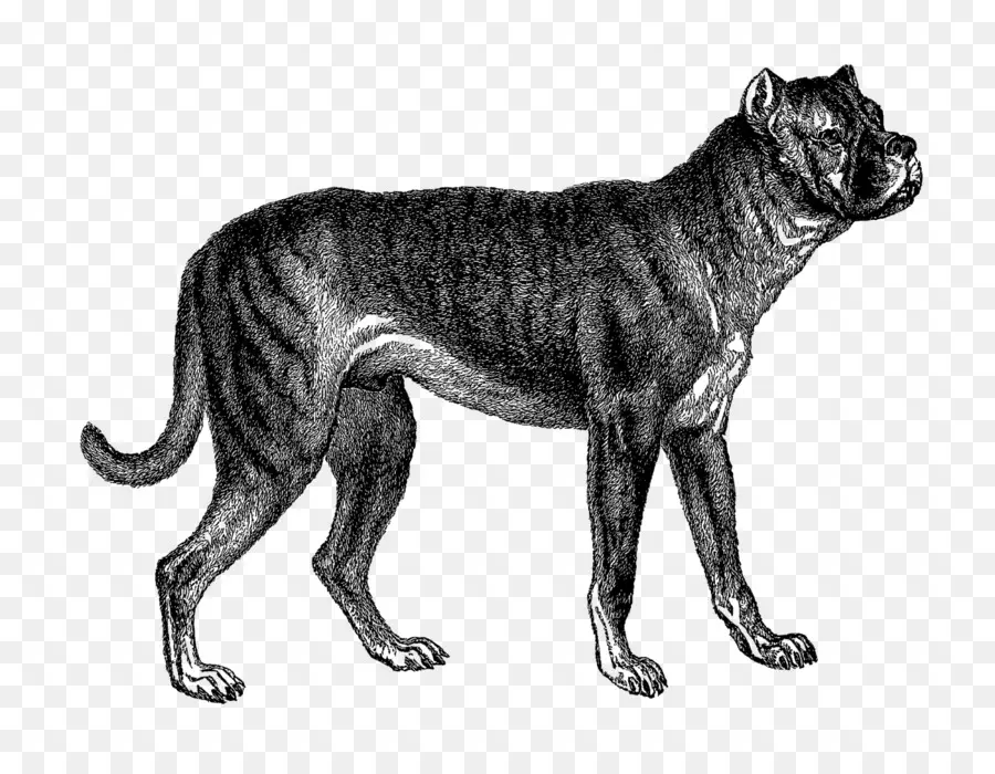 สุนัขพันธุ์，สิงโต PNG