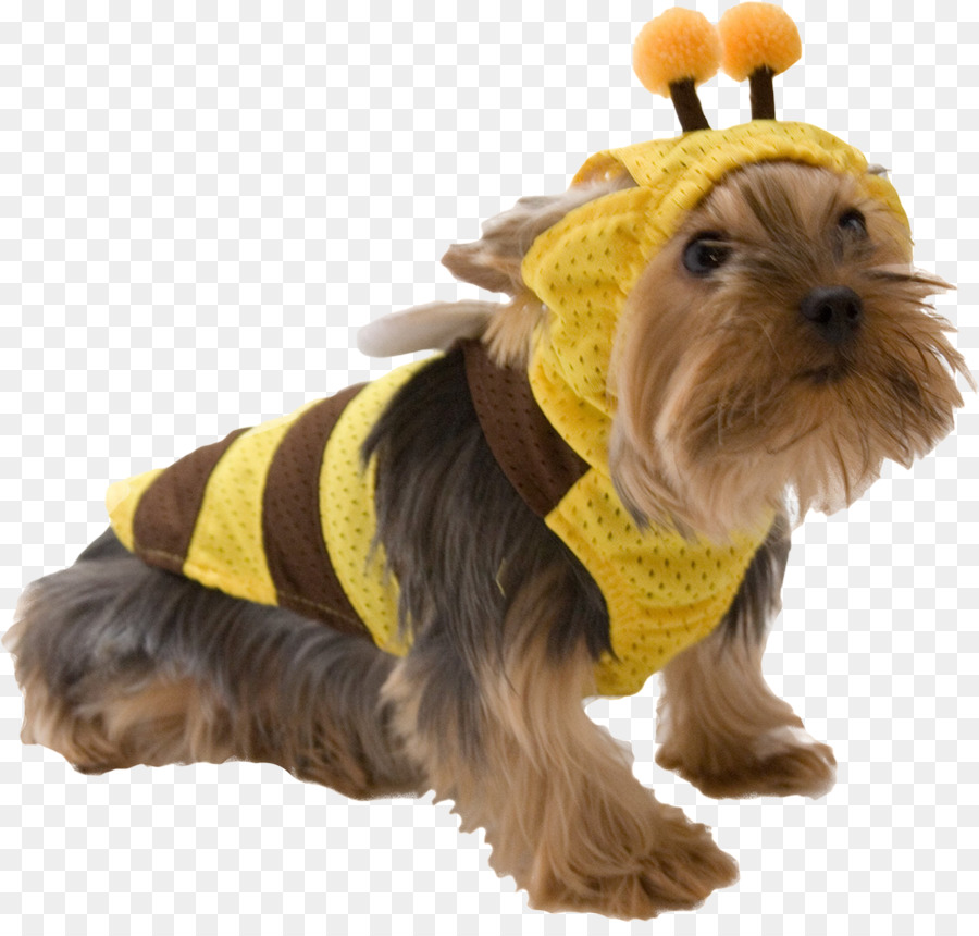 Dog In Bee Costume，น่ารัก PNG