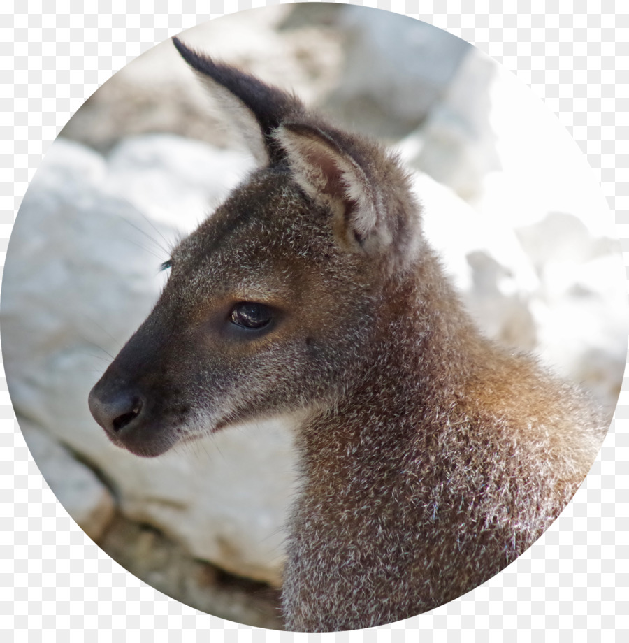 Wallaby เก็，กวาง PNG