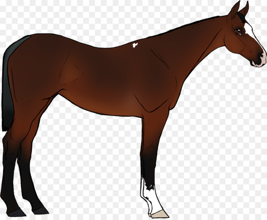 Foal，ม้า PNG