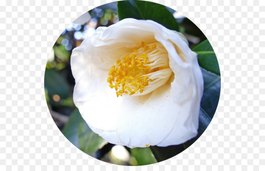 ญี่ปุ่น Camellia，Sasanqua คาเมลเลีย PNG