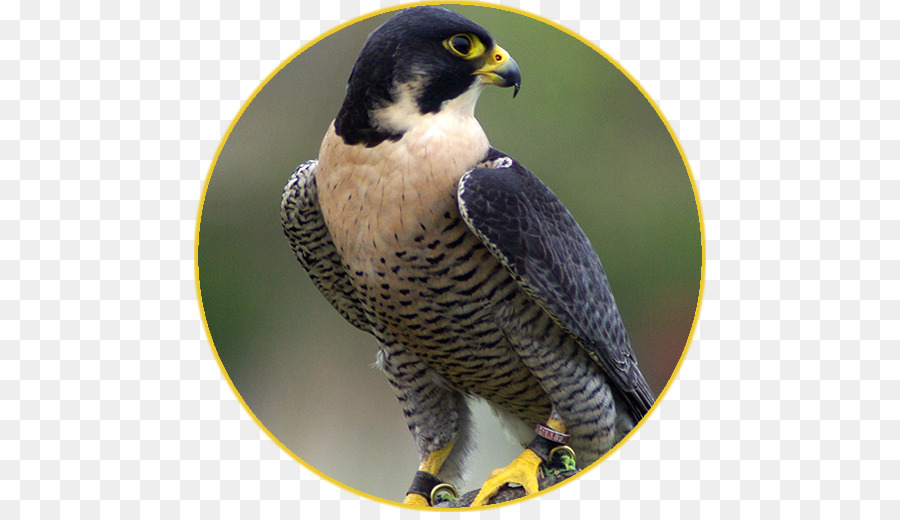 Peregrine Falcon，เหยี่ยว PNG