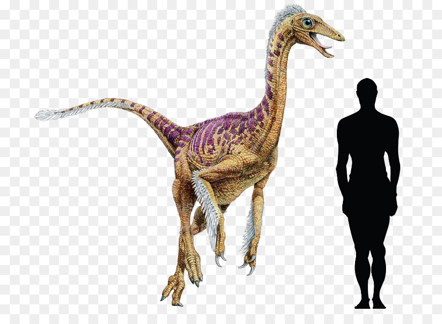 Dromiceiomimus，ไดโนเสาร์เต่าล้านปี PNG