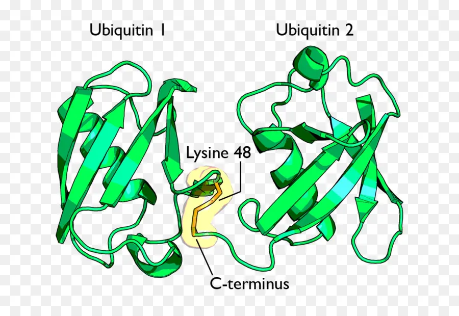 โครงสร้าง Ubiquitin，Ubiquitin PNG