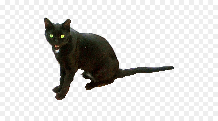 แมวดำ，Bombay แมว PNG