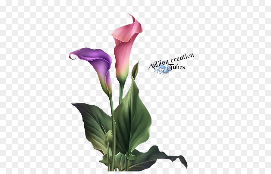 Calla Lilies，สีชมพู PNG