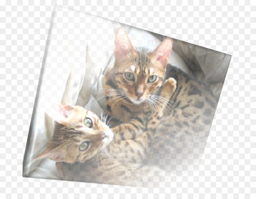 Bengal แมว，Toyger PNG