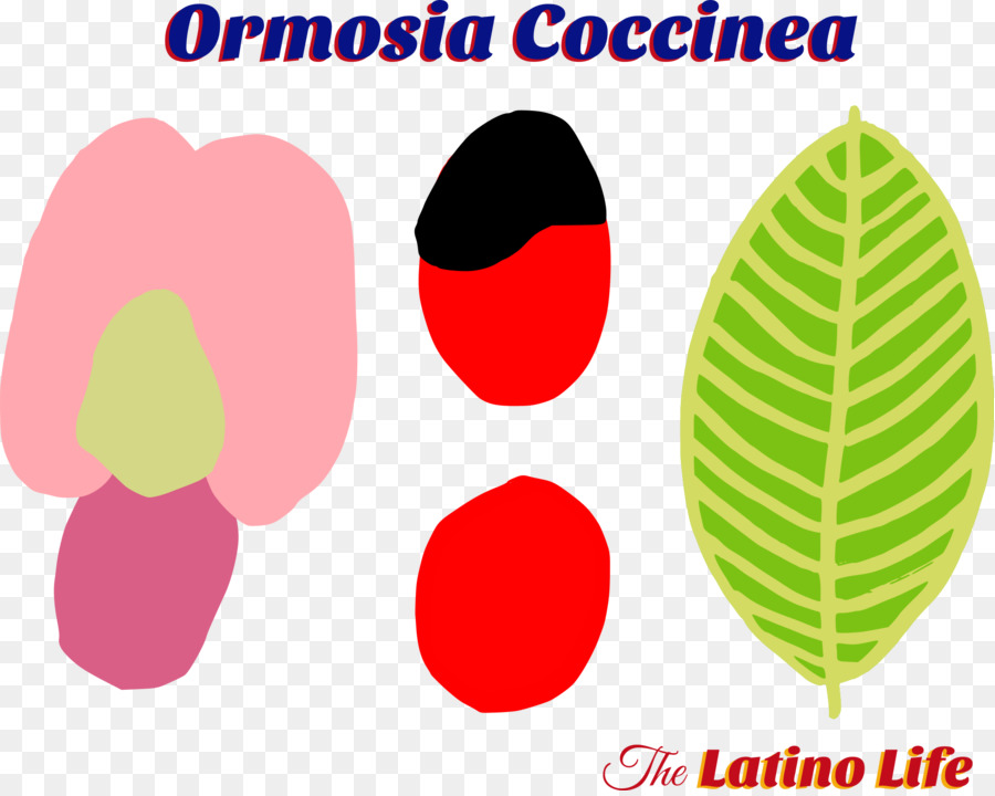 Coccinea Hormosia，เมล็ด PNG