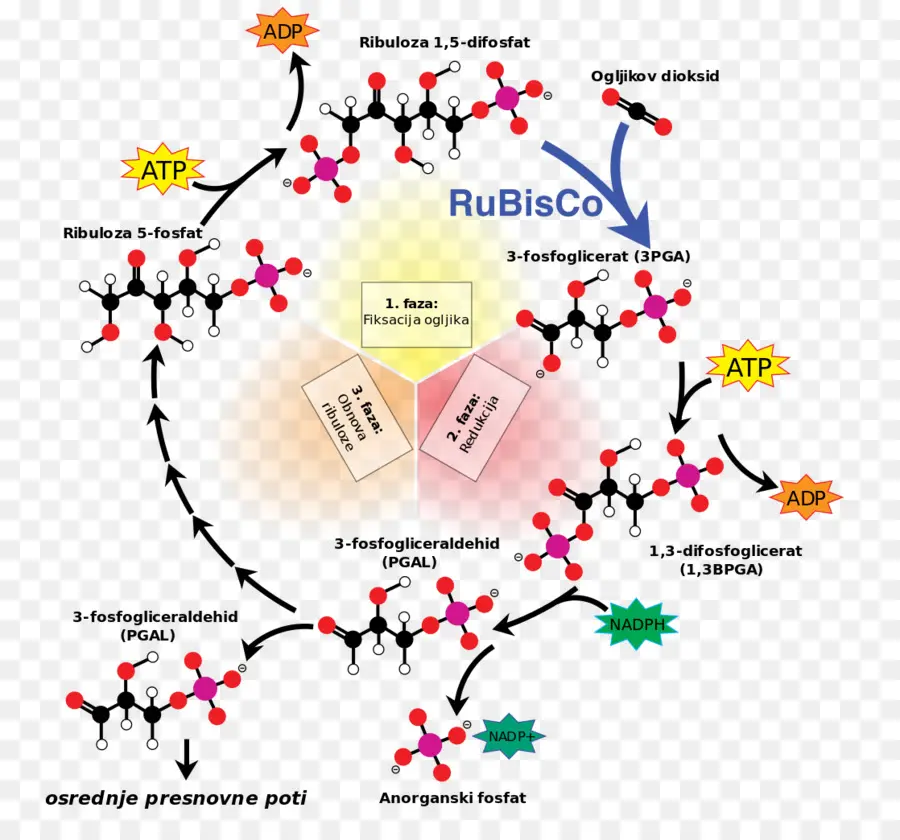 ไดอะแกรมวงจร Calvin，การสังเคราะห์ด้วยแสง PNG