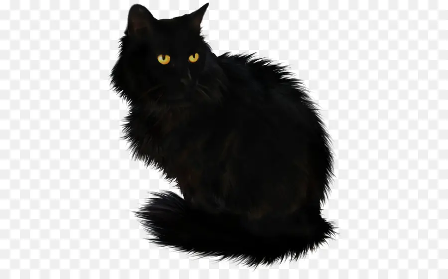 แมวดำ，เม Coon PNG