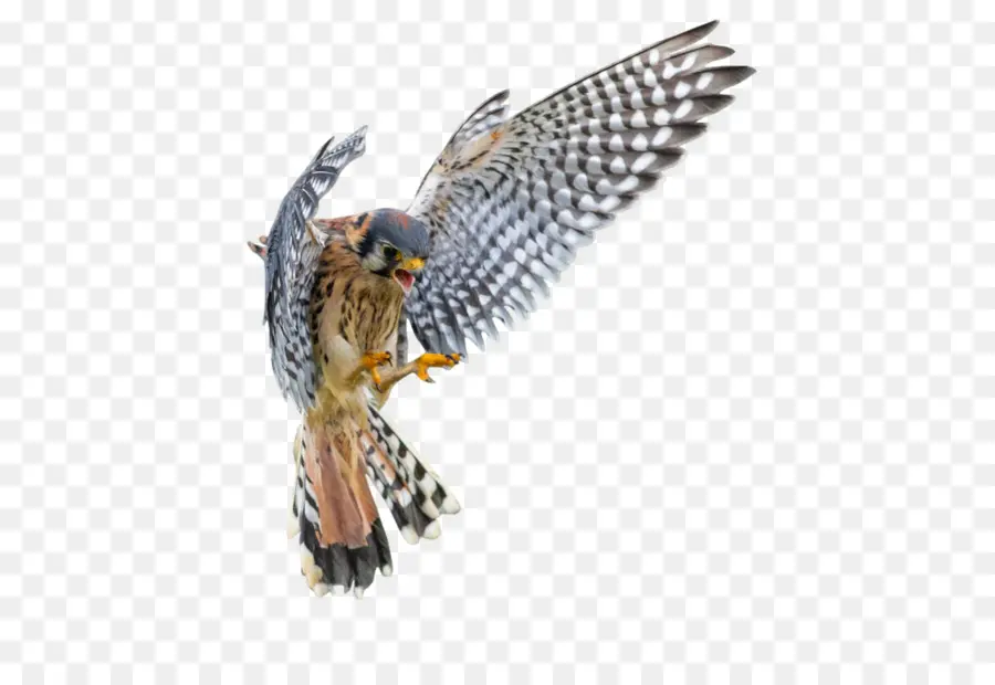 สันหลัง，อเมริกัน Kestrel PNG