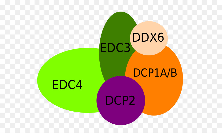 Decapping ซับซ้อน，Dcp1a PNG