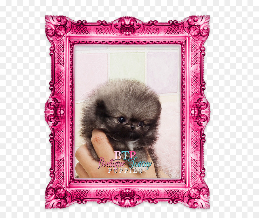 Pomeranian，ลูกหมา PNG