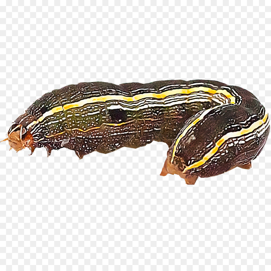 แม้แต่งานบี้แมลงวั，ห Armyworm PNG