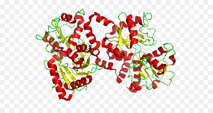 โครงสร้างโปรตีน，โมเลกุล PNG